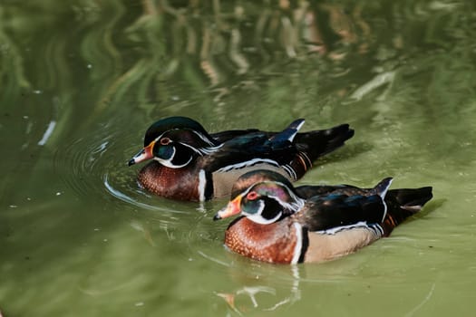 Duck with open wings on a pond. Duck flying over a pond. Duck with open wings. Wild duck. Wild Fauna