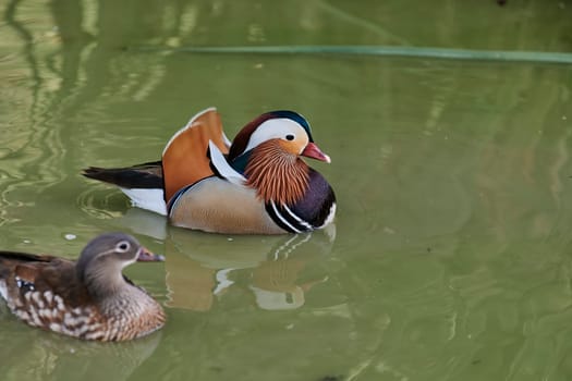 Duck with open wings on a pond. Duck flying over a pond. Duck with open wings. Wild duck. Wild Fauna