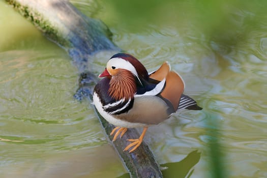 Duck with open wings on a pond. Duck flying over a pond. Duck with open wings. Wild duck. Wild Fauna