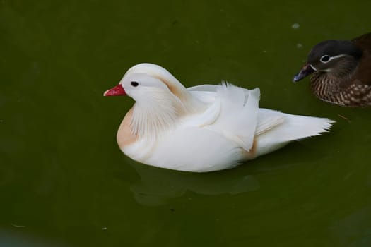 Duck with open wings on a pond. Duck flying over a pond. Duck with open wings. Wild duck. Wild Fauna