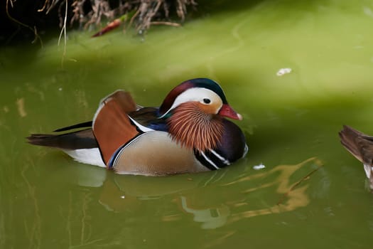 Duck with open wings on a pond. Duck flying over a pond. Duck with open wings. Wild duck. Wild Fauna