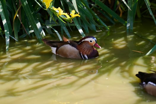 Duck with open wings on a pond. Duck flying over a pond. Duck with open wings. Wild duck. Wild Fauna
