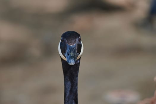 Duck with open wings on a pond. Duck flying over a pond. Duck with open wings. Wild duck. Wild Fauna