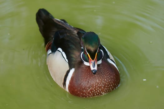Duck with open wings on a pond. Duck flying over a pond. Duck with open wings. Wild duck. Wild Fauna