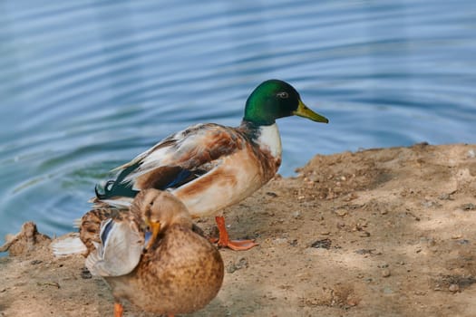 Duck with open wings on a pond. Duck flying over a pond. Duck with open wings. Wild duck. Wild Fauna