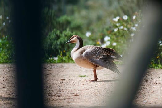Duck with open wings on a pond. Duck flying over a pond. Duck with open wings. Wild duck. Wild Fauna
