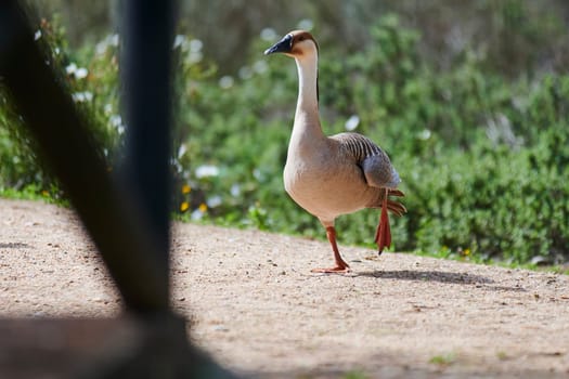 Duck with open wings on a pond. Duck flying over a pond. Duck with open wings. Wild duck. Wild Fauna