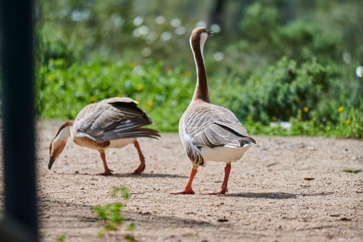 Duck with open wings on a pond. Duck flying over a pond. Duck with open wings. Wild duck. Wild Fauna