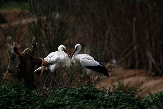 Duck with open wings on a pond. Duck flying over a pond. Duck with open wings. Wild duck. Wild Fauna