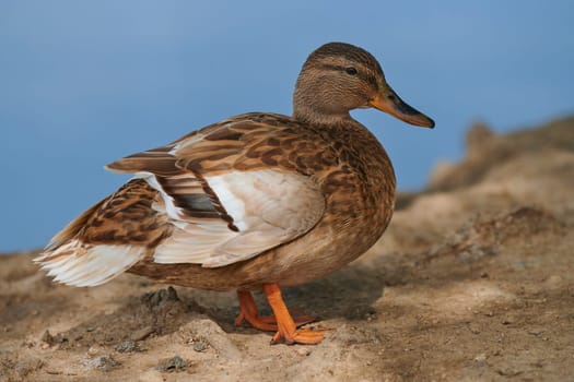 Duck with open wings on a pond. Duck flying over a pond. Duck with open wings. Wild duck. Wild Fauna