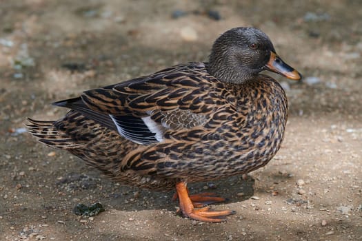 Duck with open wings on a pond. Duck flying over a pond. Duck with open wings. Wild duck. Wild Fauna