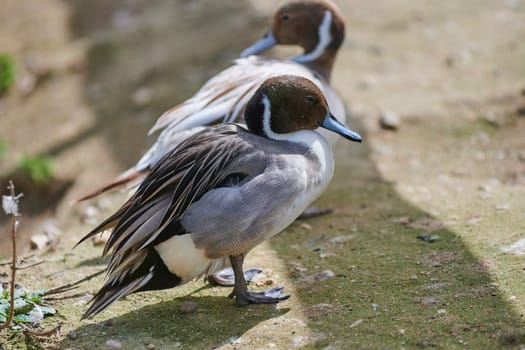 Duck with open wings on a pond. Duck flying over a pond. Duck with open wings. Wild duck. Wild Fauna