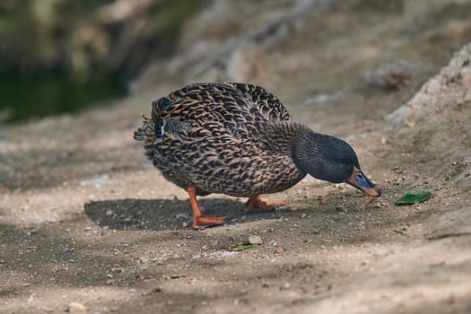 Duck with open wings on a pond. Duck flying over a pond. Duck with open wings. Wild duck. Wild Fauna