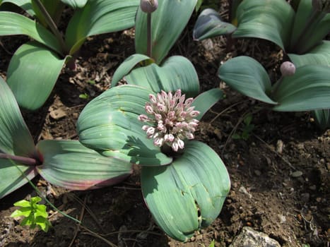 Flowering Ornamental Onion, Allium karataviense