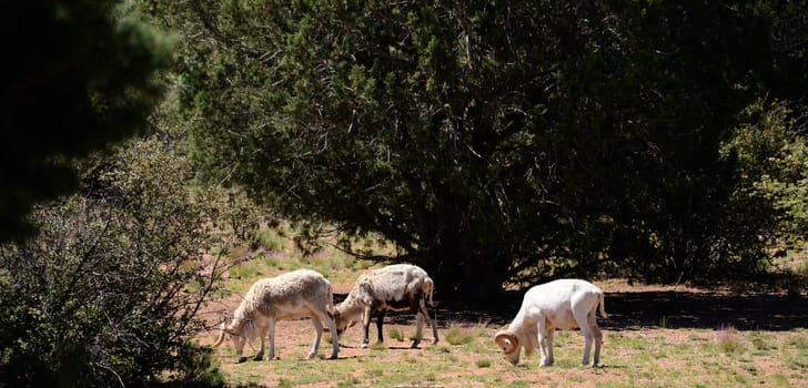 Dall rams mountain sheep feeding in mountain meadow.