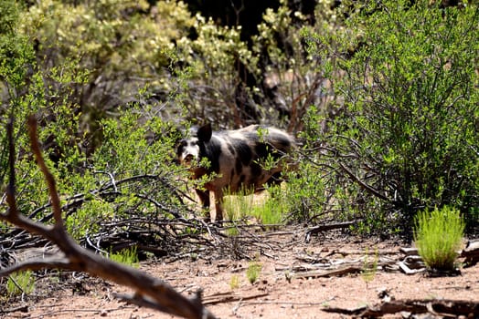 Wild feral hog in the forest mountains