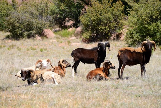 Dall and Hawaiian Rams bedding down in forest meadow