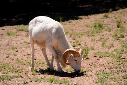 Dall ram mountain sheep feeding in mountain meadow.