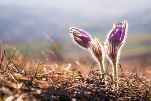 purple pasque flower in spring
