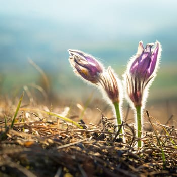 close-up of a purple pasque flower imaged during spring