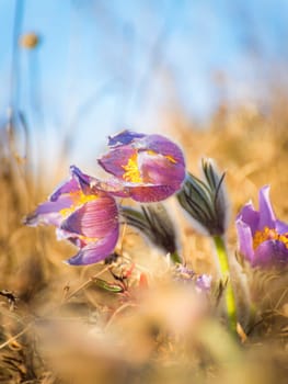 purple pasque flower in spring