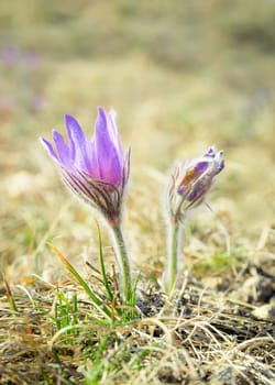 purple pasque flower in spring