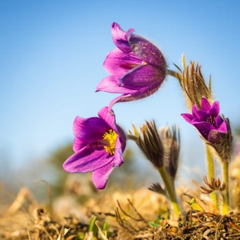 close-up of a purple pasque flower imaged during spring