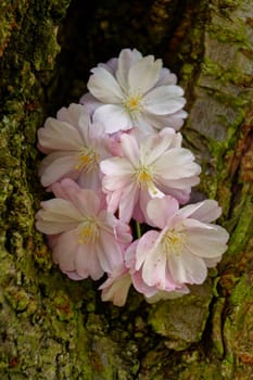 Japanese Cherry Blossoms