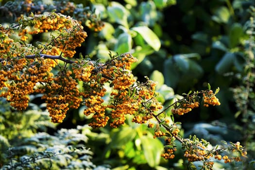 Sallow thorn - Hippophae rhamnoides