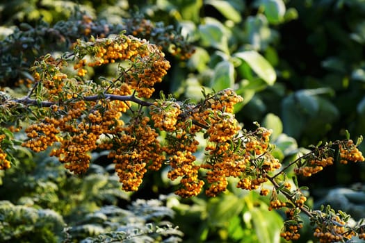 Sallow thorn - Hippophae rhamnoides
