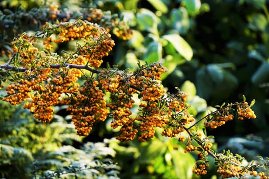 Sallow thorn - Hippophae rhamnoides