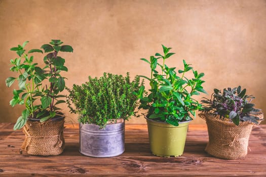 Planting and gardening concept - herbs, mint, sage, basil and thyme on wooden background