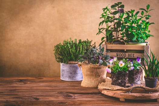 Planting and gardening concept - herbs, seedling and plants ready for planting with garden tools