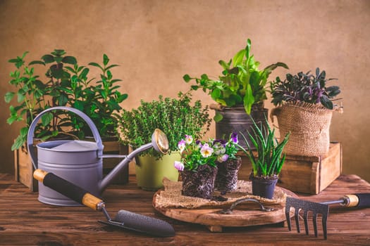 Planting and gardening concept - herbs, seedling and plants ready for planting with garden tools