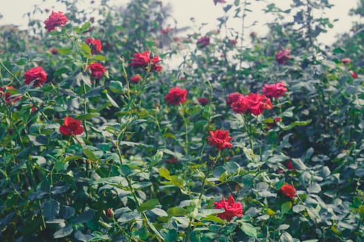 Many Rose flower in bloom in a rose flowered garden