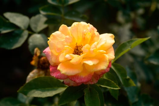A flower in sunlight isolated on green leaves on the background of a garden.