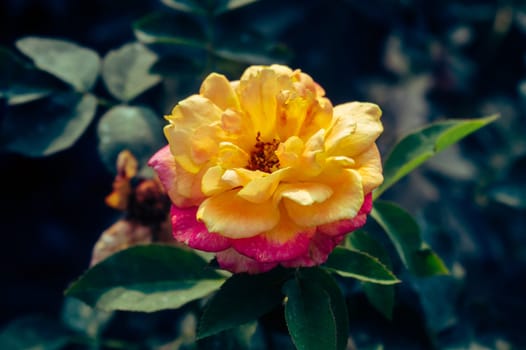 A flower in sunlight isolated on green leaves on the background of a garden.