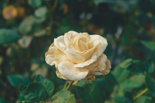 A yellow rose flower in sunlight on isolated green leaves background on a garden.
