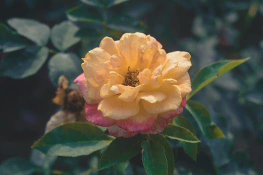 A flower in sunlight isolated on green leaves on the background of a garden.