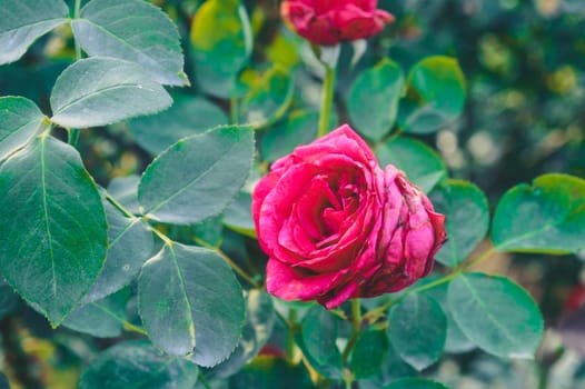 A red rose flower with isolated green leaves in the background. Close up