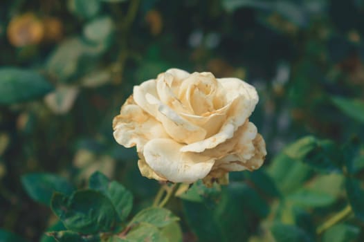 A yellow rose flower in sunlight on isolated green leaves background on a garden.