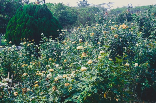 Rose flower plants in a public garden