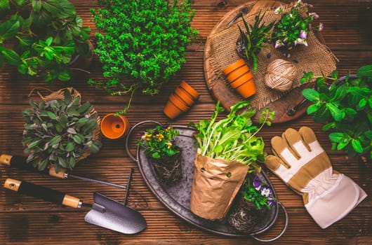 Planting and gardening concept - herbs, seedling and plants ready for planting with garden tools