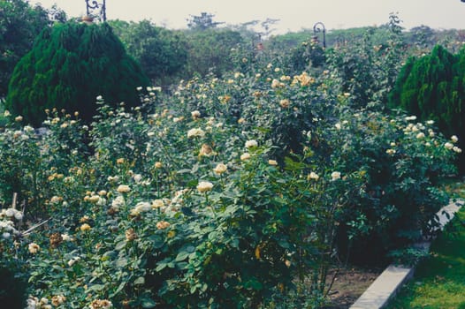 Rose flower plants in a public garden