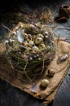Nest with quail eggs for Easter and blooming branches on black background