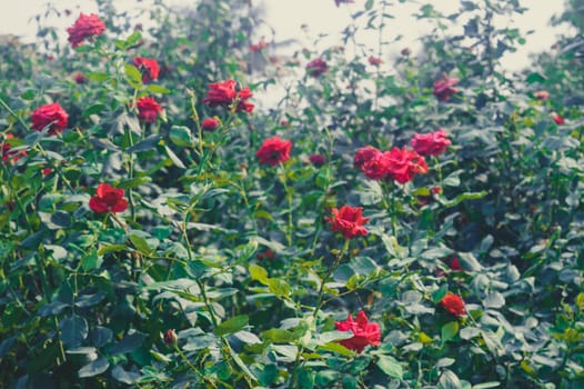 Many Rose flower in bloom in a rose flowered garden
