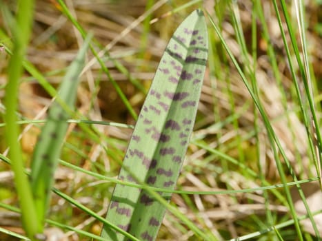 spotted green leaf orchis in wild nature