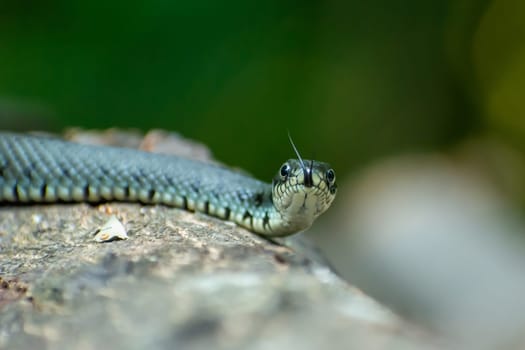 The grass snake lies on a tree trunk, summer view