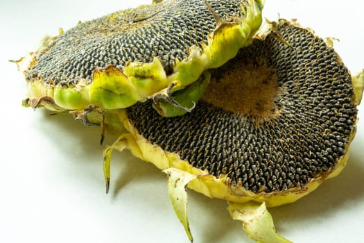 Two sunflowers lying on a white table top