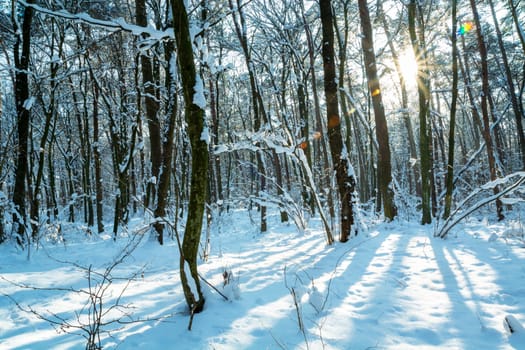 The sun between the trees in the winter forest, Chelm, Poland